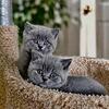 BRITISH SHORTHAIR