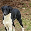 German Shorthaired Pointer/ Australian Shepherd Mix-Male Brock