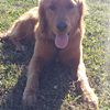 AKC health tested red golden retriever stud