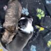 Male brindle Chihuahua pup Ready Oct 14