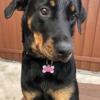 Rehoming 3 year old Rottie female - Free