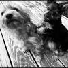 Beautiful Pure bred Yorkie Terrier puppies