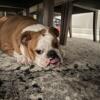 Loving Bulldog needs new home - 3 years old - Name: Layla - New baby on the way