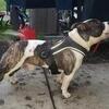 Pocket American Bully (Male)
