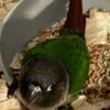 Baby Mooncheek Conures & Quakers