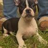 Boston Terrier Mix Pups.