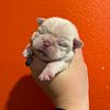 Beautiful White Pug