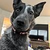 Blue Heeler - 1.5 years old - Female