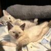 BLUE Point Siamese litter