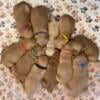 New listing!  Golden Retriever Puppies Mid Michigan