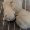 Newborn Himalayan kitty’s one week old.