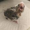 Whiteface Cockatiels, pearls