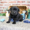 Labrador Puppy - Simon