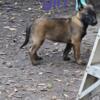 Beautiful Belgian malinois pup 