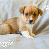 AKC Pembroke Welsh Corgi Puppies