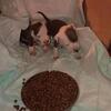 Pit/bully pups