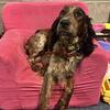 Born 7/15/26 - AKC English Springer Spaniels - 2nd breeding