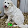 A beautiful Great Pyrenees pup!