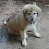 Great Pyrenees cross puppies, germanese