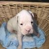 Boxer Puppies