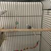 Two year old parakeets