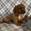 BOBBY. AKC, longhair, red male Dachshund puppy.