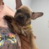 AKC Lilac and Tan Frenchie Puppies - 8 weeks old