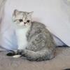 DesignPurrs  Exotic Short Hair  and  Persian kitten