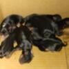 AKC YORKIE PUPPIES WHELPED ON 