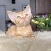 🧡 Devon Rex Female – Breeding Rights Available – European Bloodlines
