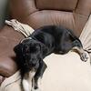 Akc Euro great danes