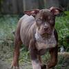 Bossy American bully pup