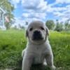 Gorgeous AKC yellow Lab pups