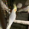 Young cockatiels for more Inf please text me directly to my cell phone (847)946-7150