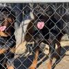 Adult female Rottweiler akc reg