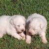 Great Pyrenees Puppy 4 weeks old
