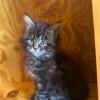 Iowa purebred Maine Coon Kitten- Female ready now.