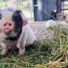 Kunekune Barrow - High White