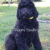 AKC Black Standard Poodle Puppy