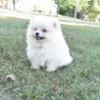 Pomeranian puppy female Daisy