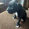 AKC boxer male sealed reverse brindle (black)