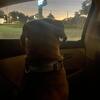 Dog do soon!