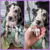 7 week old great Dane puppies for sale