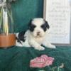 CKC Shih-tzu Puppies looking for their fur ever families