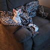 Devon Rex stud wanted