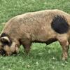 Kune Kune (purebred)