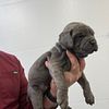 Cane corso pup