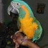 (SOLD) Blue Throat Macaw parrot