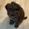 Bernedoodle puppies