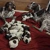 German shorthaired pointers puppies